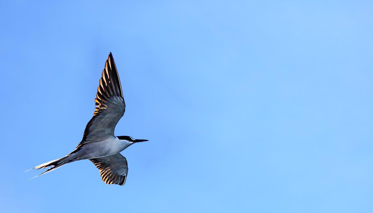 Early bird – Savoy Seychelles Resort and Spa 5*, Beau Vallon Beach, Mahe Island, Seychelles